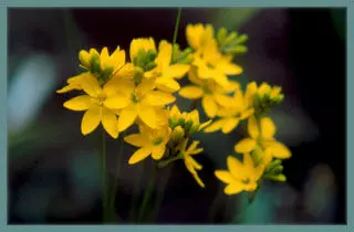 Ixia odorata