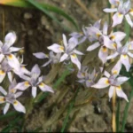 Moraea setifolia