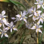 Moraea setifolia