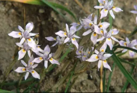 Moraea setifolia