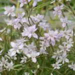 Moraea setifolia — Moraea