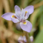 Moraea setifolia — Gynandriris
