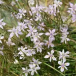 Moraea setifolia — setifolia