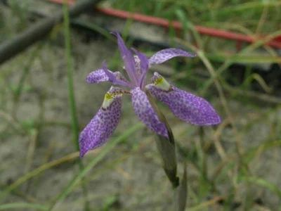 Moraea simulans