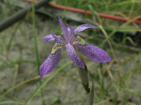Moraea simulans