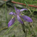 Moraea simulans