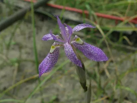 Moraea simulans