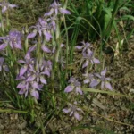 Moraea simulans — moraea