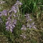 Moraea simulans — moraea