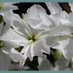 Leucocoryne odorata (voir ix alba