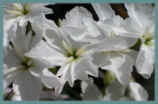 Leucocoryne odorata (voir ix alba