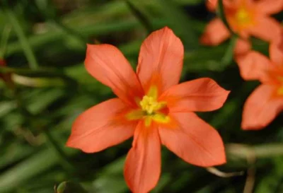 Moraea ochroleuca aurantiaca