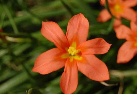 Moraea ochroleuca aurantiaca