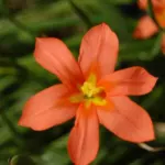 Moraea ochroleuca aurantiaca