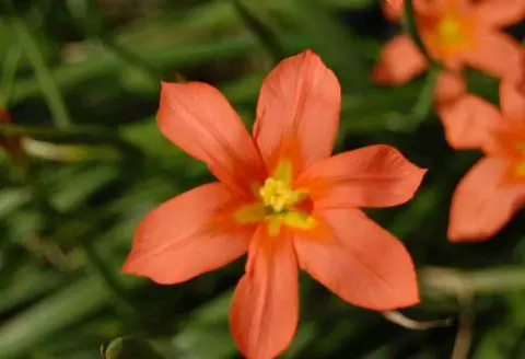 Moraea ochroleuca aurantiaca