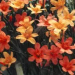 Moraea ochroleuca aurantiaca — Homeria
