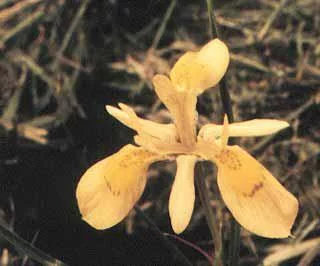 Moraea longiflora