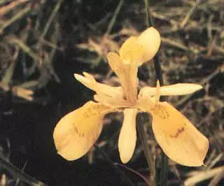 Moraea longiflora