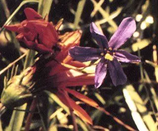 Moraea verecunda