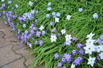 Ipheion uniflorum mélange