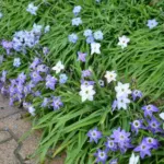 Ipheion uniflorum mélange
