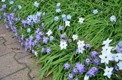 Ipheion uniflorum mélange