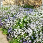 Ipheion uniflorum mélange — triteleia