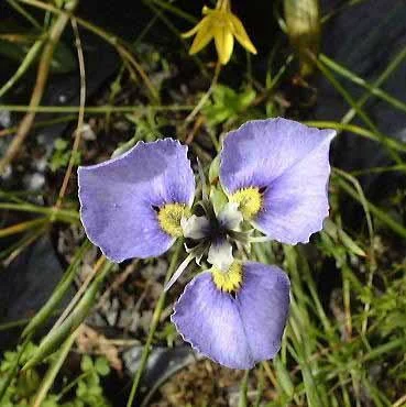 Moraea caeca