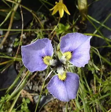 Moraea caeca