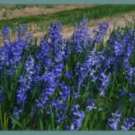 Hyacinthus orientalis ‘Villa Petraya’ — jacinthe