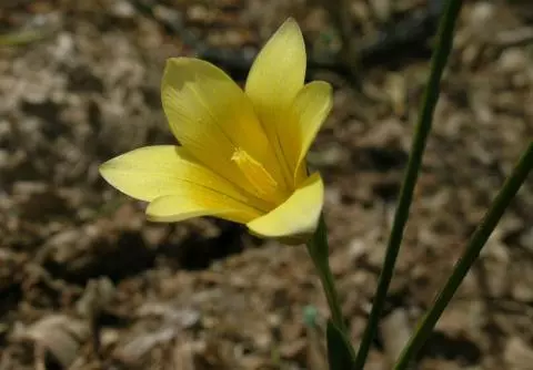 Romulea flava