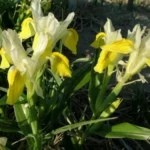 Iris bucharica
