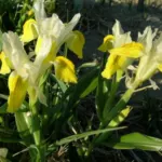 Iris bucharica