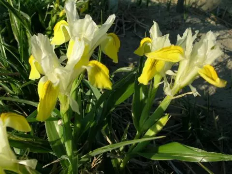 Iris bucharica