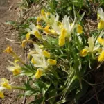 Iris bucharica — Iris