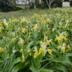 Iris bucharica — bucharica