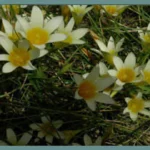 Romulea leipoldtii