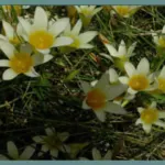 Romulea leipoldtii