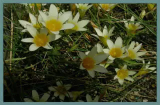Romulea leipoldtii