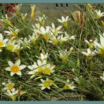 Romulea leipoldtii — Romulea