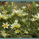 Romulea leipoldtii — Romulea