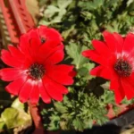Anemone fulgens