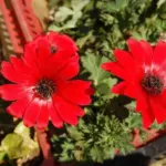 Anemone fulgens