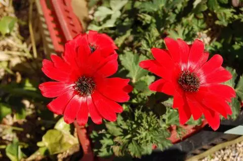 Anemone fulgens