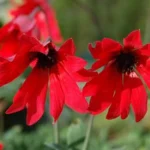 Anemone fulgens — photo 2