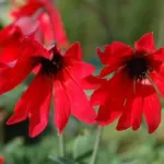 Anemone fulgens — photo 2