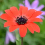 Anemone fulgens — photo 3