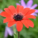 Anemone fulgens — photo 3