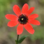 Anemone fulgens — photo 4