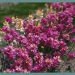 Ixia cv’ Rose Emperor’